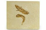 Shale With three Fossil Fish (Knightia) - Wyoming #320160-1